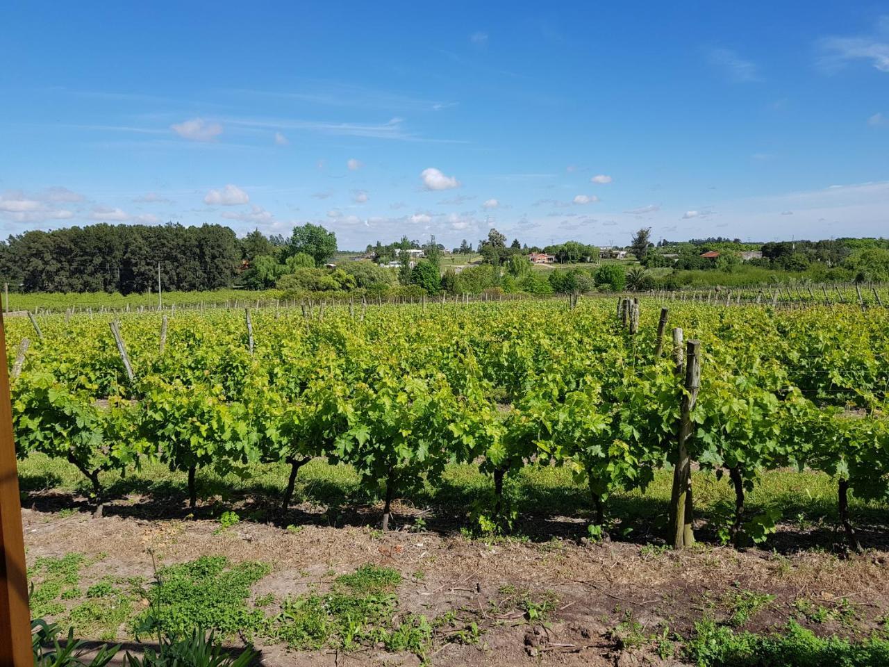 Pizzorno Lodge & Wine Progreso Εξωτερικό φωτογραφία